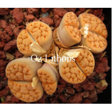 C327 - Seed